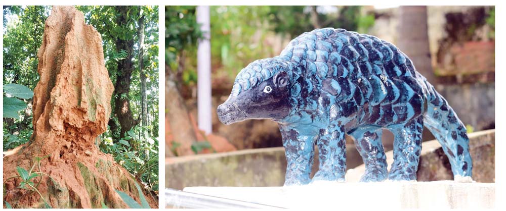 चुच्चेखोला सामुदायिक वन उपभोक्ता समूहले सालकका लागि निर्माण गरिदिएको धमिराको देवल (बायाँ), सालक पार्कमा निर्माण गरिएको सालकको प्रतिमा ।